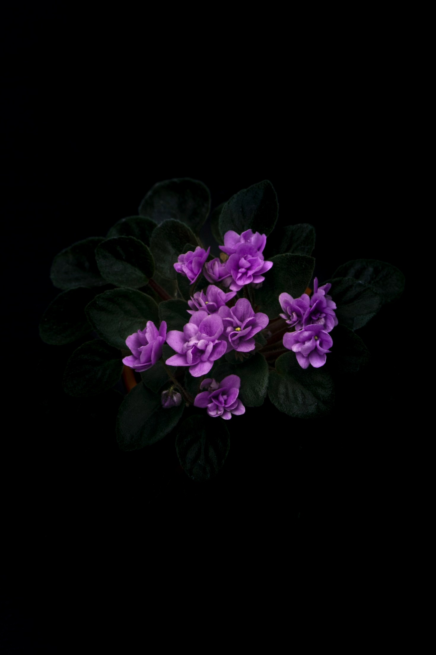 Varför välja lokalt odlade blommor?