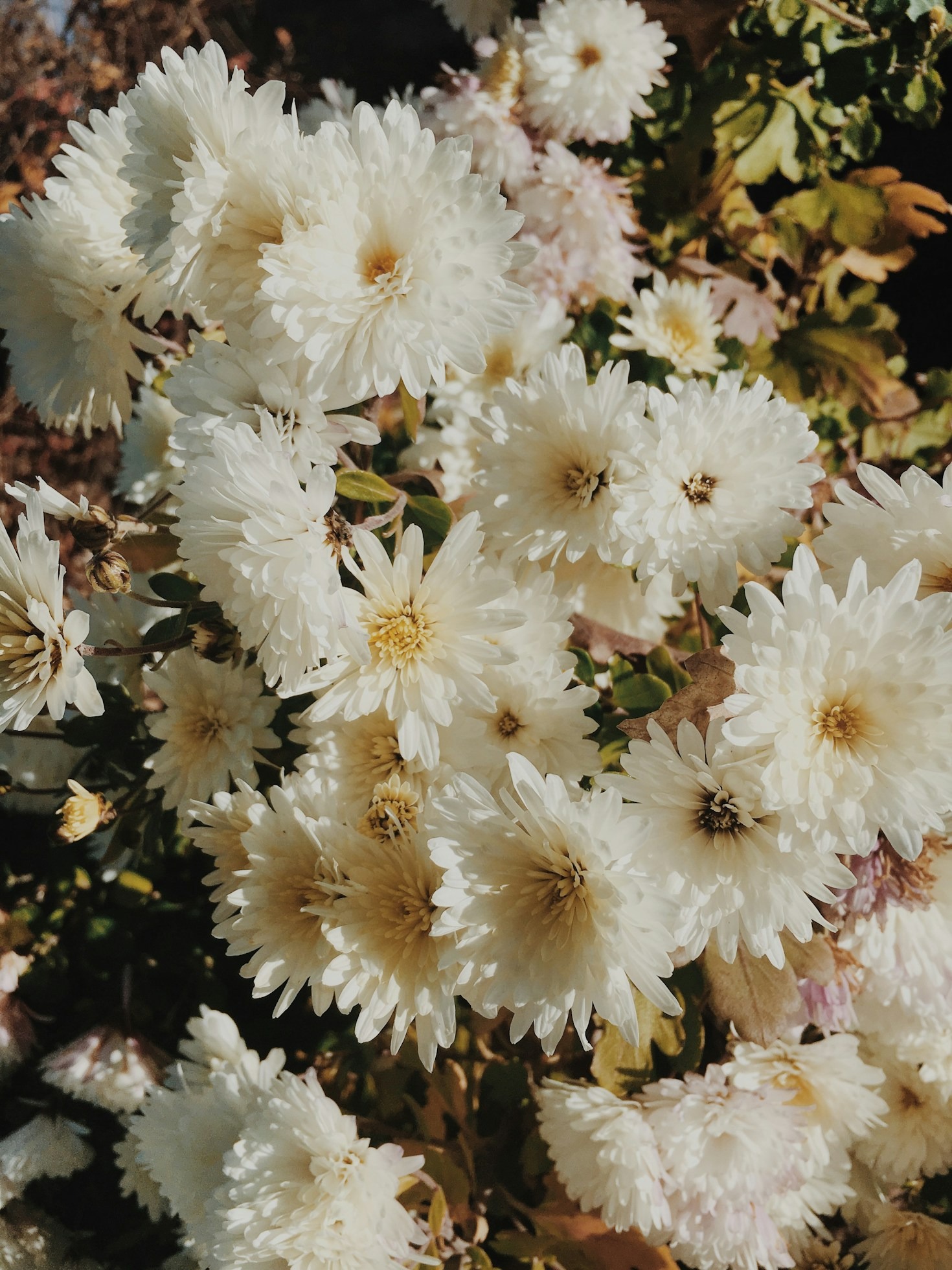Upptäck skönheten i säsongens blommor